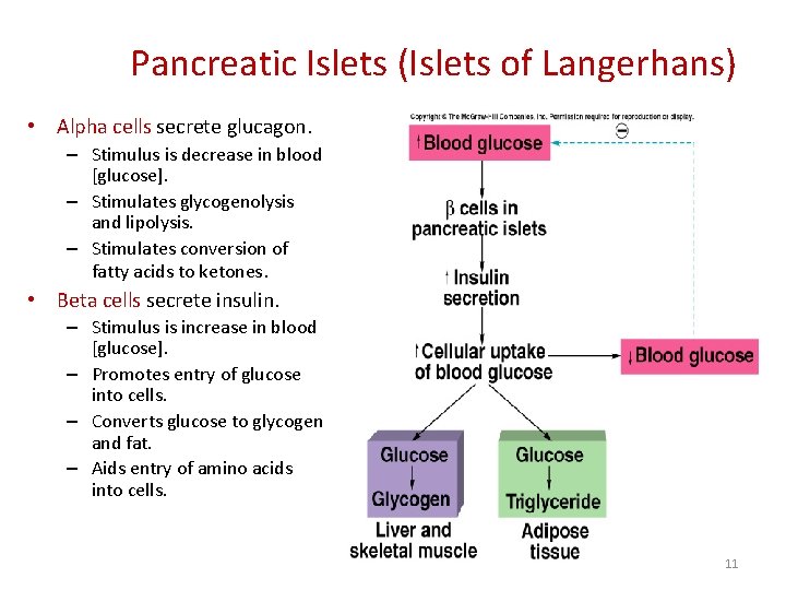 Pancreatic Islets (Islets of Langerhans) • Alpha cells secrete glucagon. – Stimulus is decrease