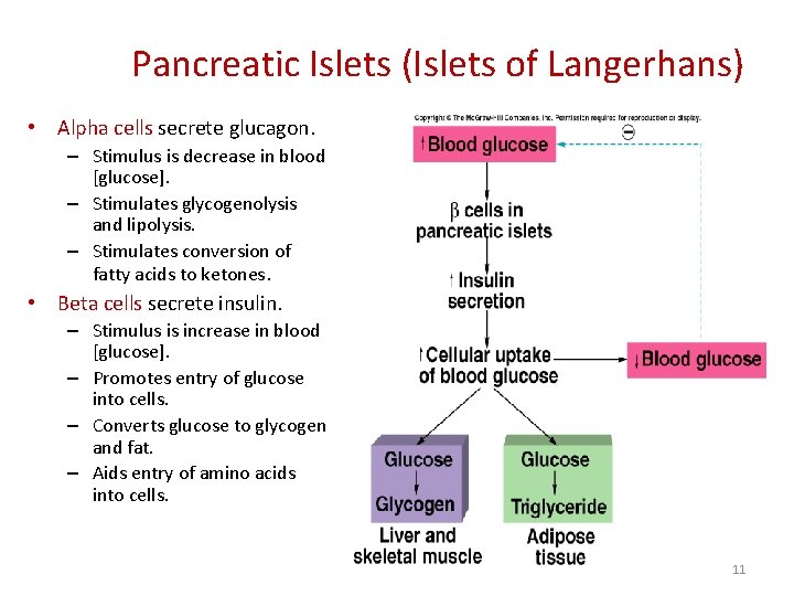 Pancreatic Islets (Islets of Langerhans) • Alpha cells secrete glucagon. – Stimulus is decrease Pancreatic Islets (Islets of Langerhans) • Alpha cells secrete glucagon. – Stimulus is decrease
