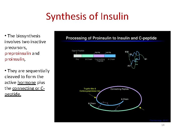 Synthesis of Insulin • The biosynthesis involves two inactive precursors, preproinsulin and proinsulin, •