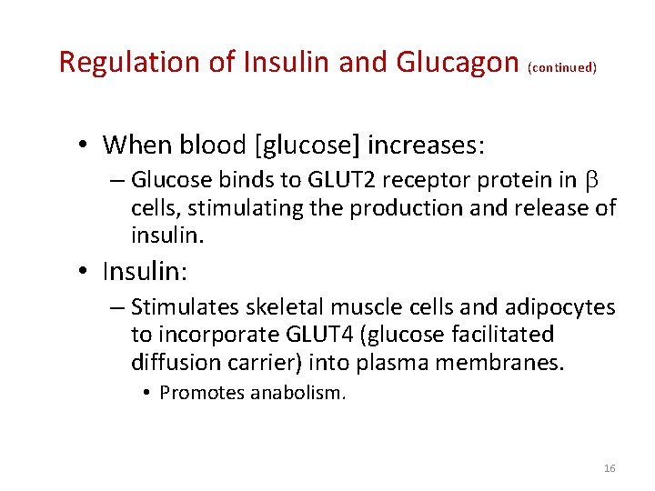 Regulation of Insulin and Glucagon (continued) • When blood [glucose] increases: – Glucose binds