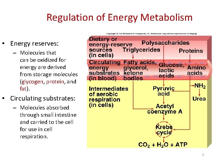 Regulation of Energy Metabolism • Energy reserves: – Molecules that can be oxidized for