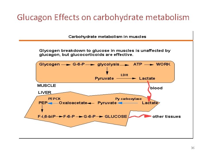 Glucagon Effects on carbohydrate metabolism 36 