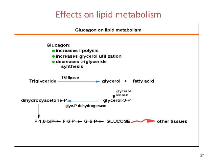 Effects on lipid metabolism 37 Effects on lipid metabolism 37