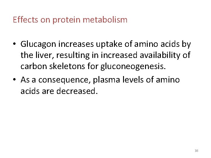 Effects on protein metabolism • Glucagon increases uptake of amino acids by the liver,