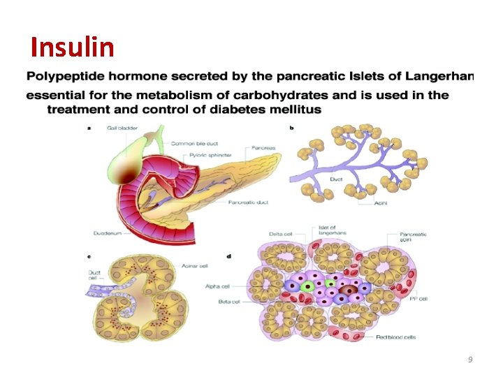 Insulin 9 