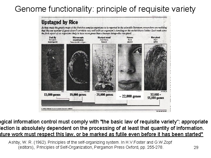 Genome functionality: principle of requisite variety ~ 22, 000 genes ogical information control must