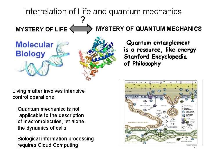 Interrelation of Life and quantum mechanics ? MYSTERY OF LIFE MYSTERY OF QUANTUM MECHANICS