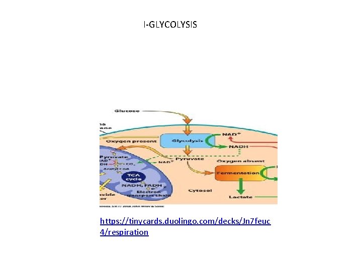 I-GLYCOLYSIS https: //tinycards. duolingo. com/decks/Jn 7 feuc 4/respiration 