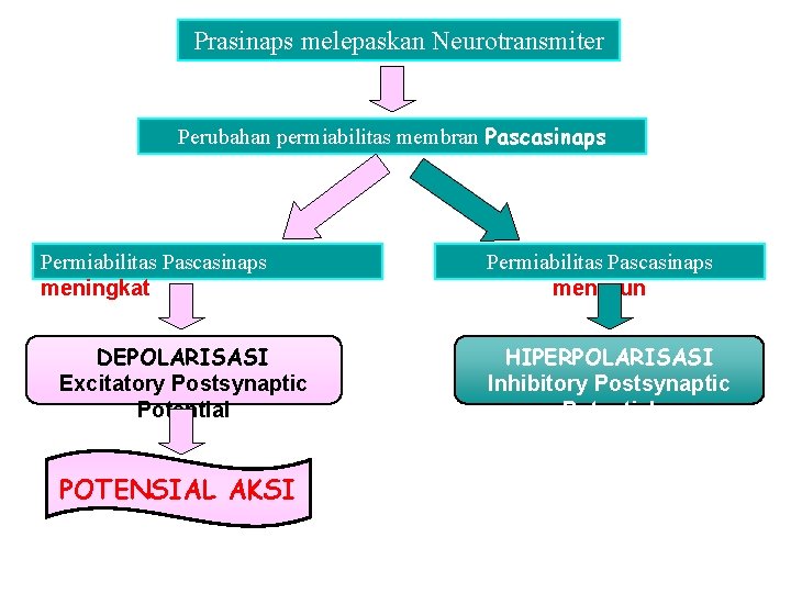 Prasinaps melepaskan Neurotransmiter Perubahan permiabilitas membran Pascasinaps Permiabilitas Pascasinaps meningkat DEPOLARISASI Excitatory Postsynaptic Potential