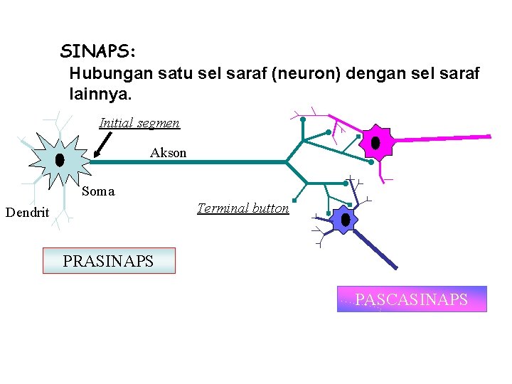 SINAPS: Hubungan satu sel saraf (neuron) dengan sel saraf lainnya. Initial segmen Akson Soma