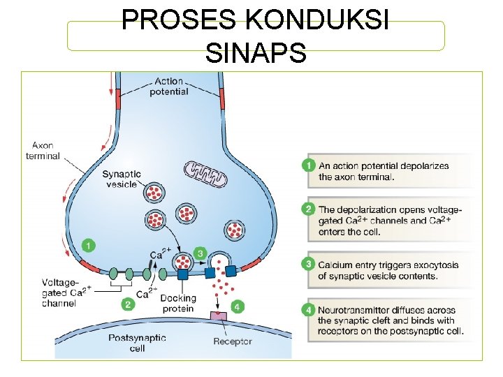 PROSES KONDUKSI SINAPS 