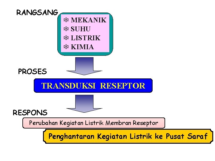 RANGSANG T MEKANIK T SUHU T LISTRIK T KIMIA PROSES TRANSDUKSI RESEPTOR RESPONS Perubahan