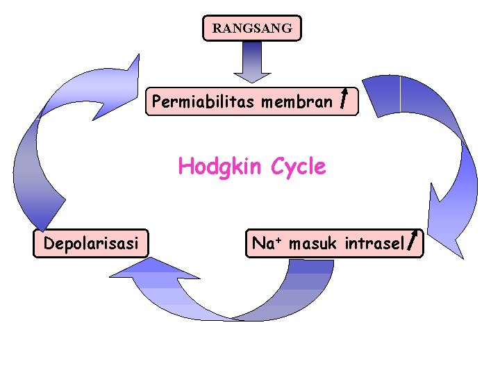 RANGSANG Permiabilitas membran Hodgkin Cycle Depolarisasi Na+ masuk intrasel 