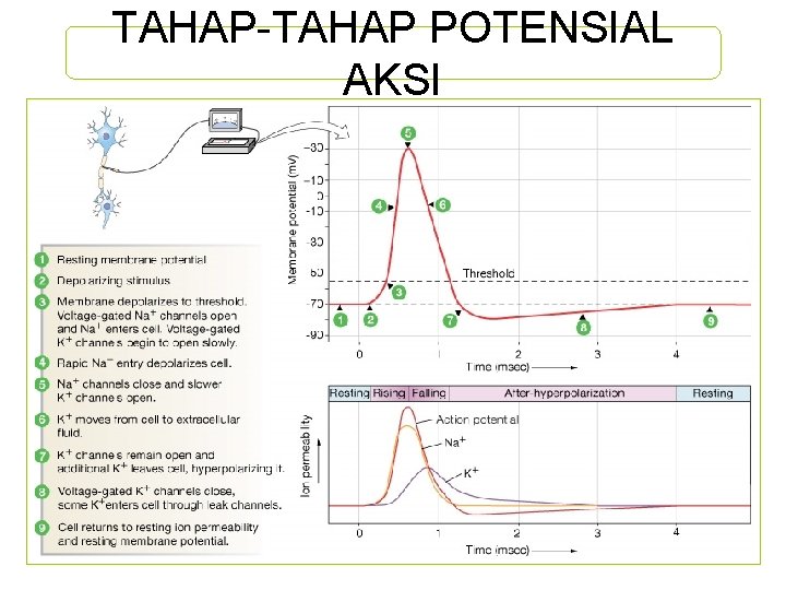 TAHAP-TAHAP POTENSIAL AKSI 