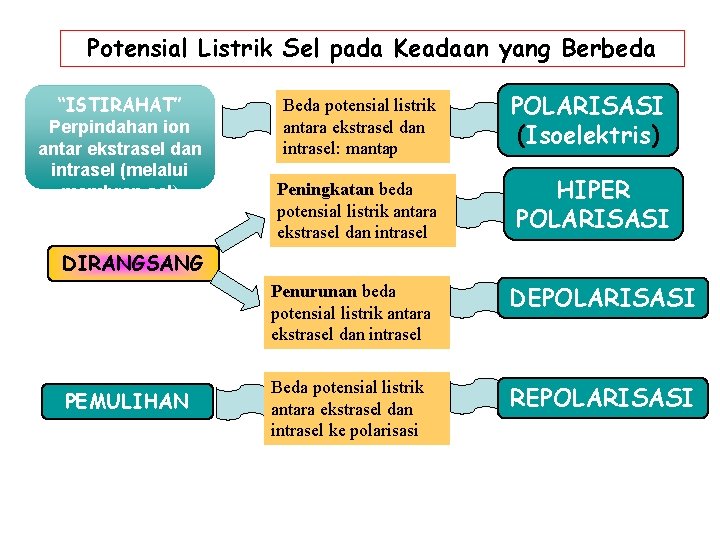 Potensial Listrik Sel pada Keadaan yang Berbeda “ISTIRAHAT” Perpindahan ion antar ekstrasel dan intrasel