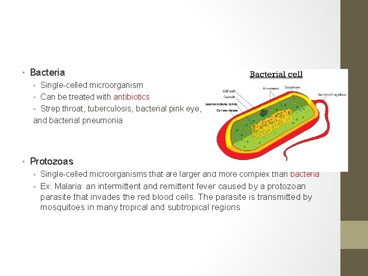  • Bacteria • Single-celled microorganism • Can be treated with antibiotics • Strep