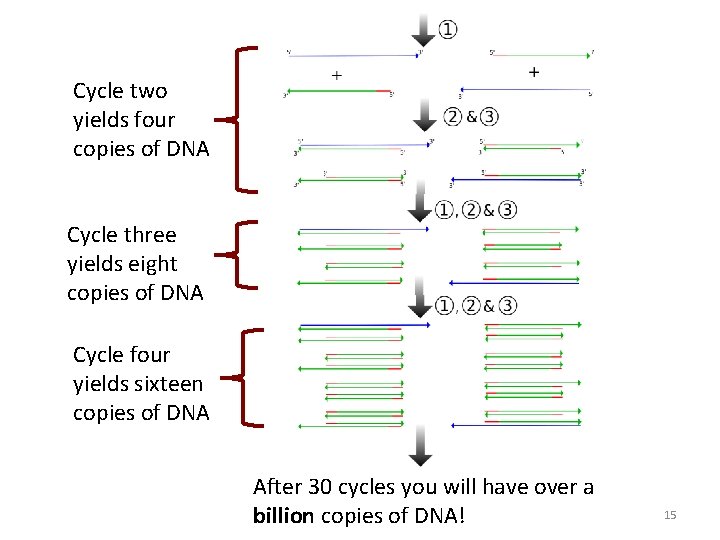 Cycle two yields four copies of DNA Cycle three yields eight copies of DNA