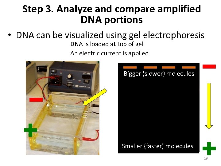 Step 3. Analyze and compare amplified DNA portions • DNA can be visualized using