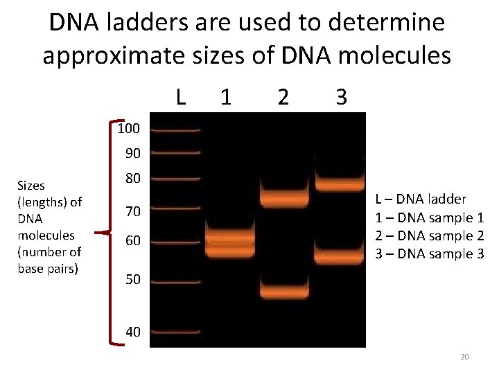 DNA ladders are used to determine approximate sizes of DNA molecules L 1 2