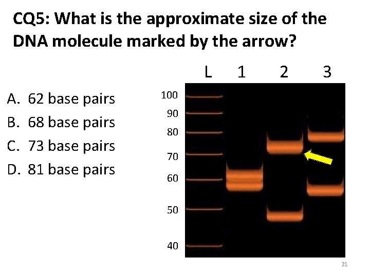 CQ 5: What is the approximate size of the DNA molecule marked by the