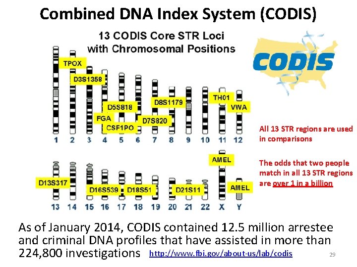 Combined DNA Index System (CODIS) All 13 STR regions are used in comparisons The