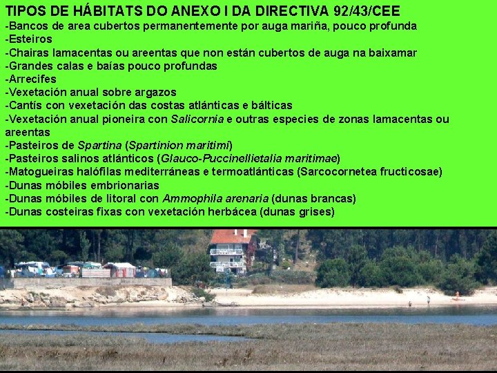 TIPOS DE HÁBITATS DO ANEXO I DA DIRECTIVA 92/43/CEE -Bancos de area cubertos permanentemente