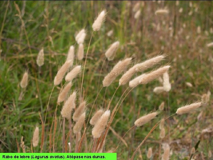 Rabo de lebre (Lagurus ovatus). Atópase nas dunas. 