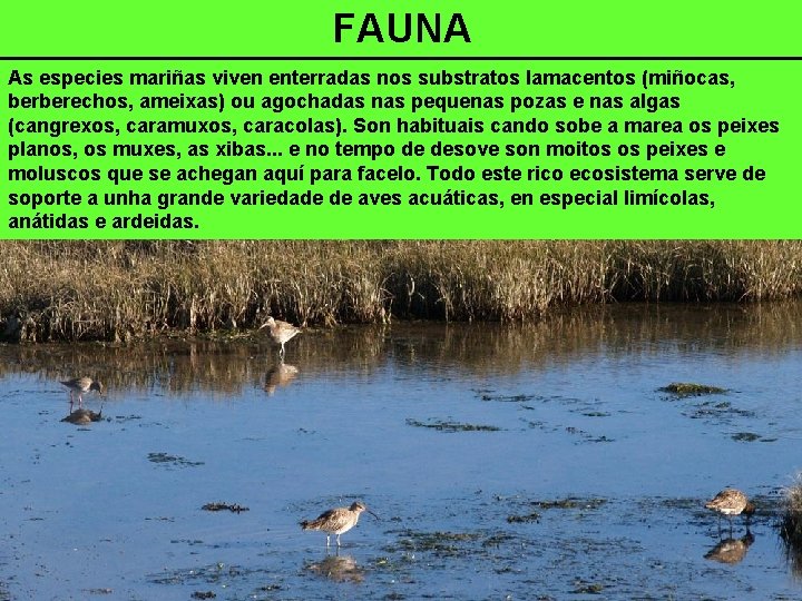 FAUNA As especies mariñas viven enterradas nos substratos lamacentos (miñocas, berberechos, ameixas) ou agochadas