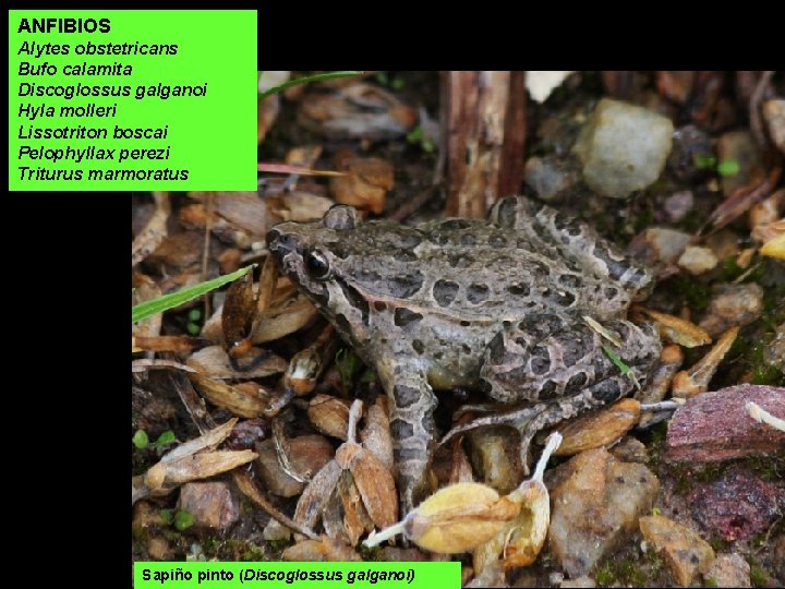 ANFIBIOS Alytes obstetricans Bufo calamita Discoglossus galganoi Hyla molleri Lissotriton boscai Pelophyllax perezi Triturus