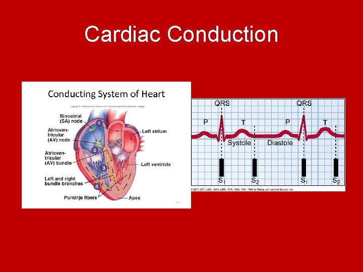 Cardiac Conduction  Cardiac Conduction