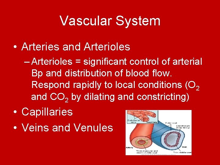 Vascular System • Arteries and Arterioles – Arterioles = significant control of arterial Bp Vascular System • Arteries and Arterioles – Arterioles = significant control of arterial Bp