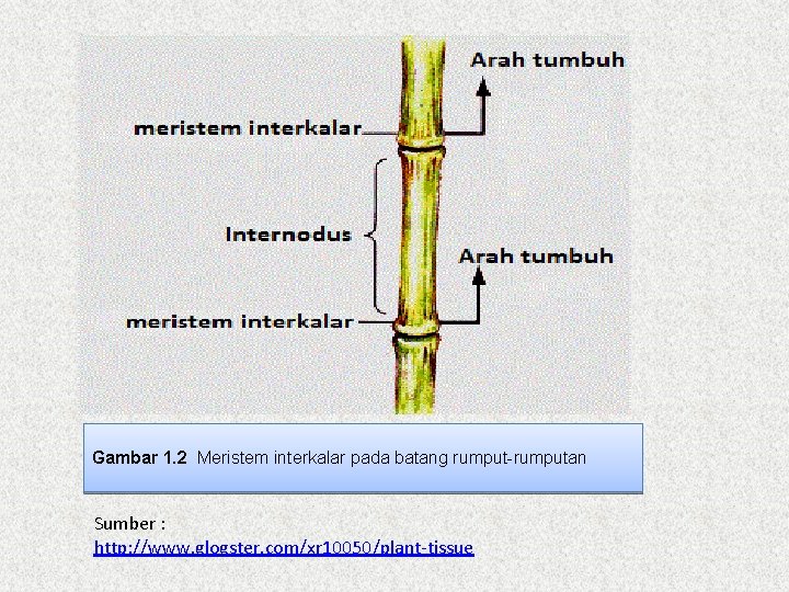 Gambar 1. 2 Meristem interkalar pada batang rumput-rumputan Sumber : http: //www. glogster. com/xr