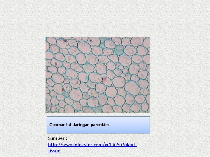 Gambar 1. 4 Jaringan parenkim Sumber : http: //www. glogster. com/xr 10050/planttissue 