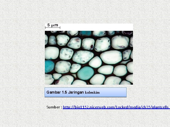 Gambar 1. 5 Jaringan kolenkim Sumber : http: //bio 1152. nicerweb. com/Locked/media/ch 35/plantcells_ 