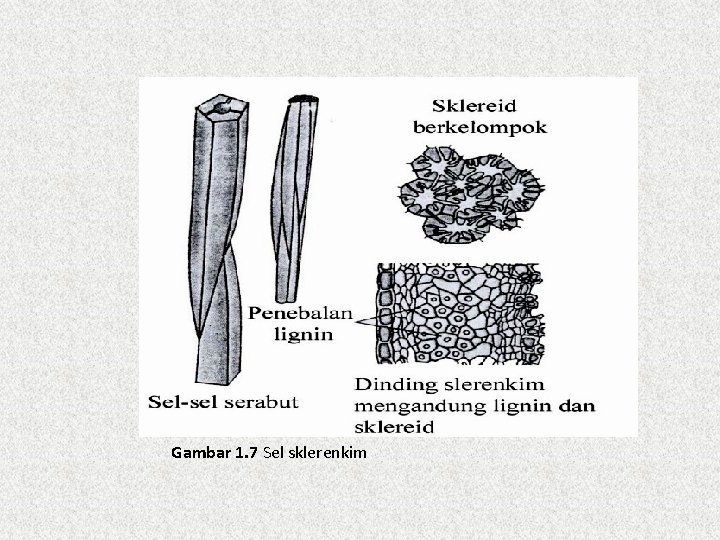 Gambar 1. 7 Sel sklerenkim 