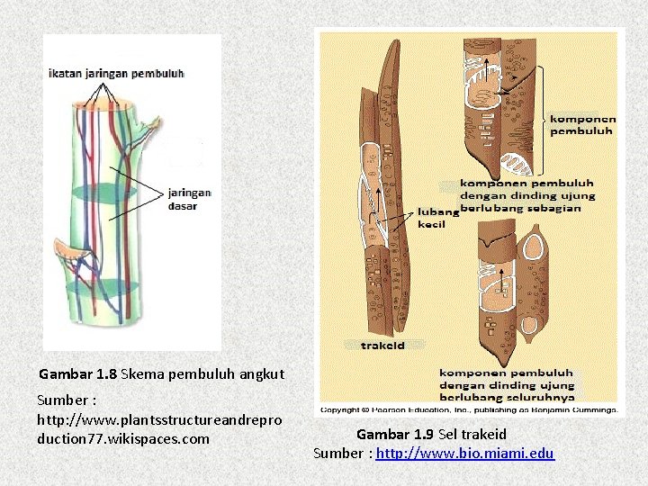 Gambar 1. 8 Skema pembuluh angkut Sumber : http: //www. plantsstructureandrepro duction 77. wikispaces.