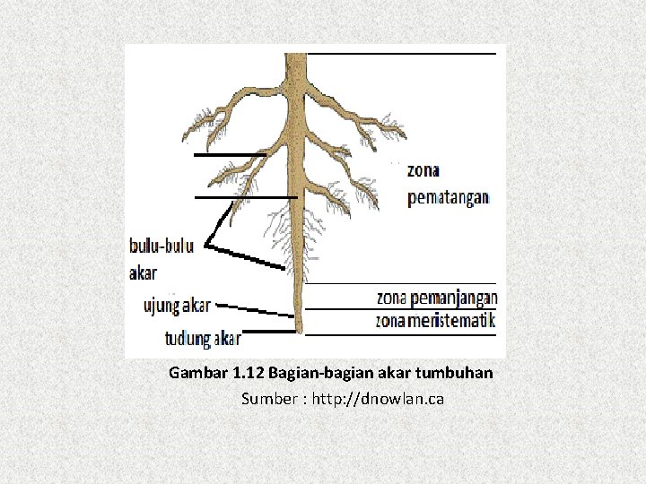 Gambar 1. 12 Bagian-bagian akar tumbuhan Sumber : http: //dnowlan. ca 