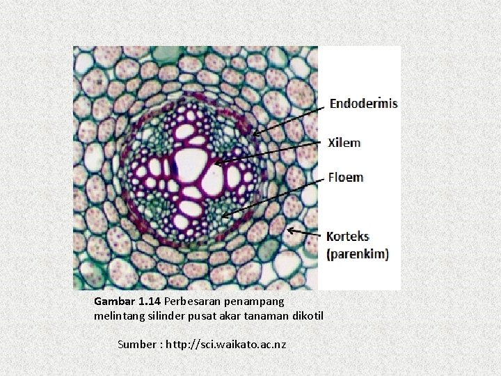 Gambar 1. 14 Perbesaran penampang melintang silinder pusat akar tanaman dikotil Sumber : http: