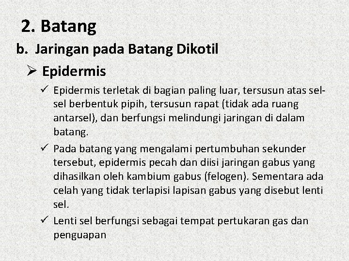 2. Batang b. Jaringan pada Batang Dikotil Ø Epidermis ü Epidermis terletak di bagian