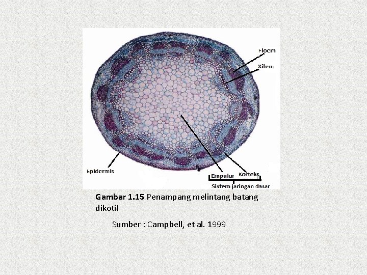 Gambar 1. 15 Penampang melintang batang dikotil Sumber : Campbell, et al. 1999 