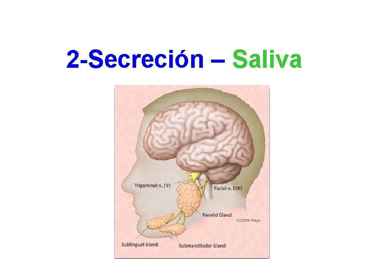 2 -Secreción – Saliva 