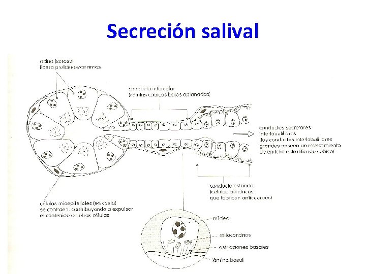 Secreción salival 