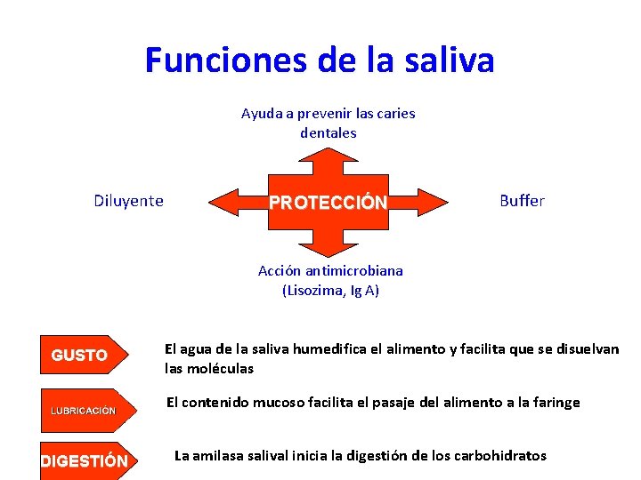 Funciones de la saliva Ayuda a prevenir las caries dentales Diluyente PROTECCIÓN Buffer Acción