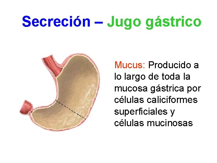 Secreción – Jugo gástrico Mucus: Producido a lo largo de toda la mucosa gástrica