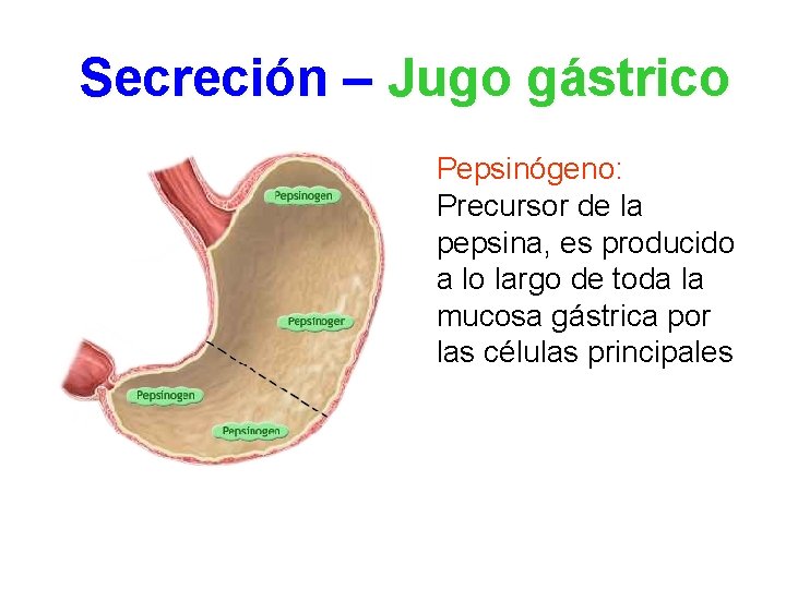 Secreción – Jugo gástrico Pepsinógeno: Precursor de la pepsina, es producido a lo largo