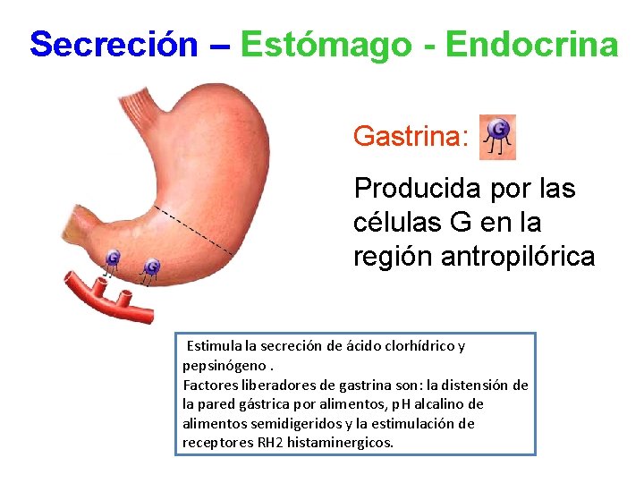 Secreción – Estómago - Endocrina Gastrina: Producida por las células G en la región