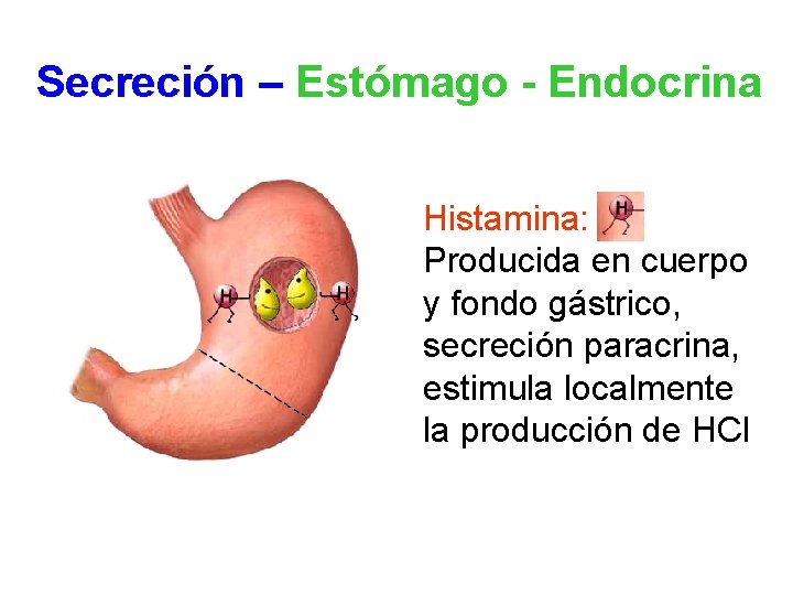 Secreción – Estómago - Endocrina Histamina: Producida en cuerpo y fondo gástrico, secreción paracrina,