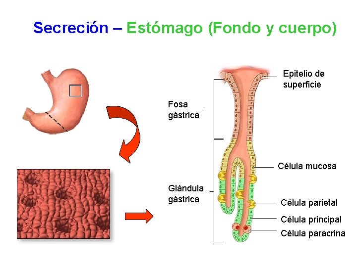 Secreción – Estómago (Fondo y cuerpo) Epitelio de superficie Fosa gástrica Célula mucosa Glándula