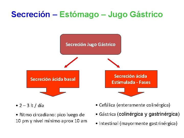 Secreción – Estómago – Jugo Gástrico Secreción ácida basal Secreción ácida Estimulada - Fases