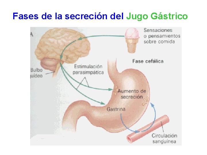 Fases de la secreción del Jugo Gástrico 